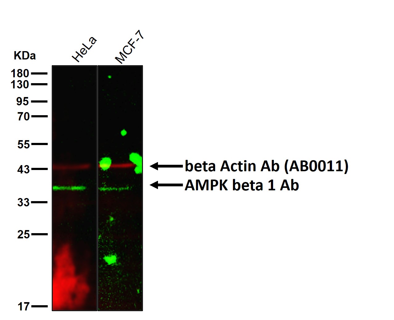 AMPK beta 1 Ab