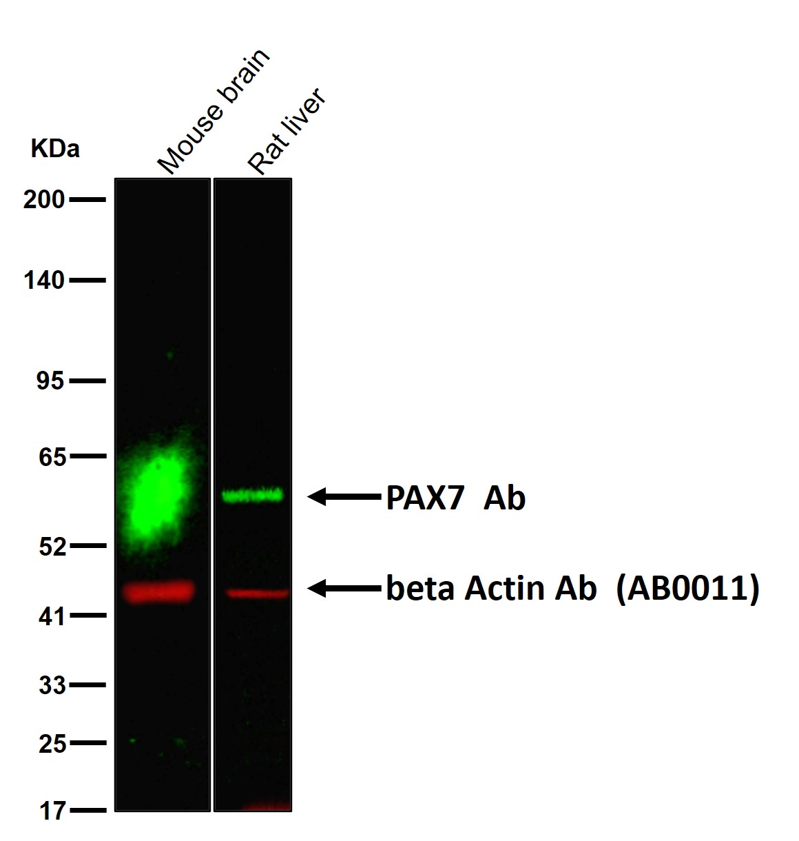PAX7 Ab