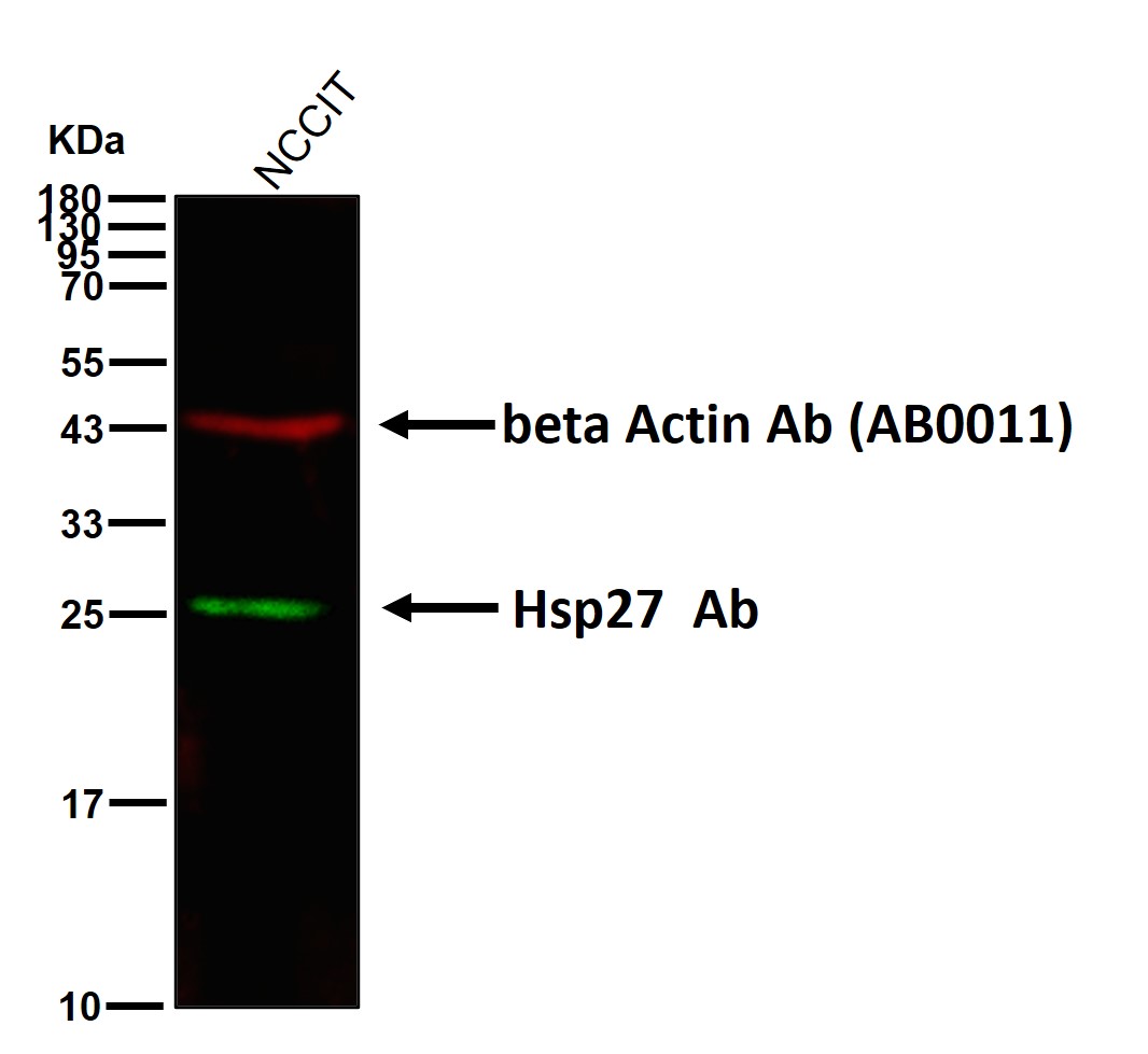 Hsp27 Ab