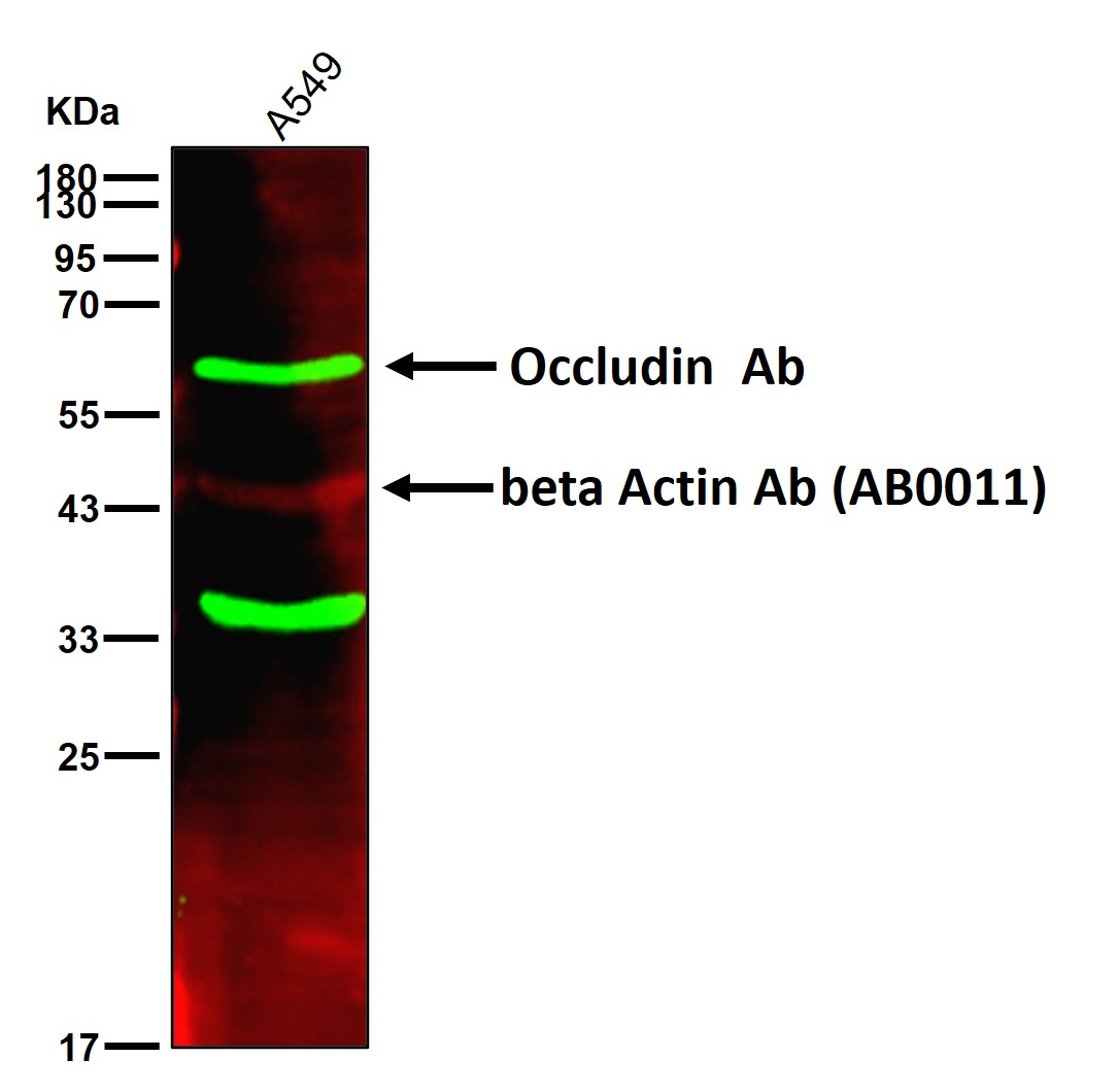 Occludin Ab