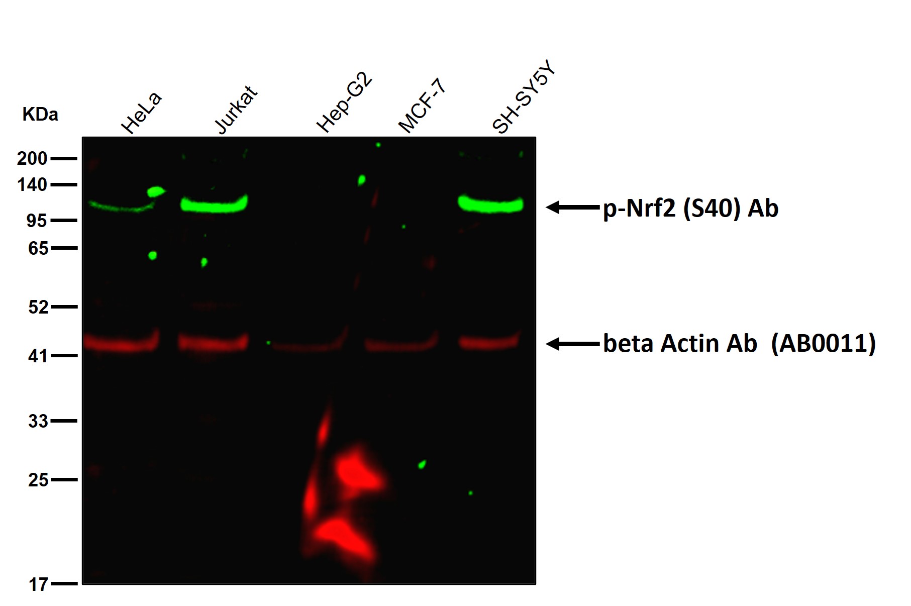 p-Nrf2 (S40) Ab