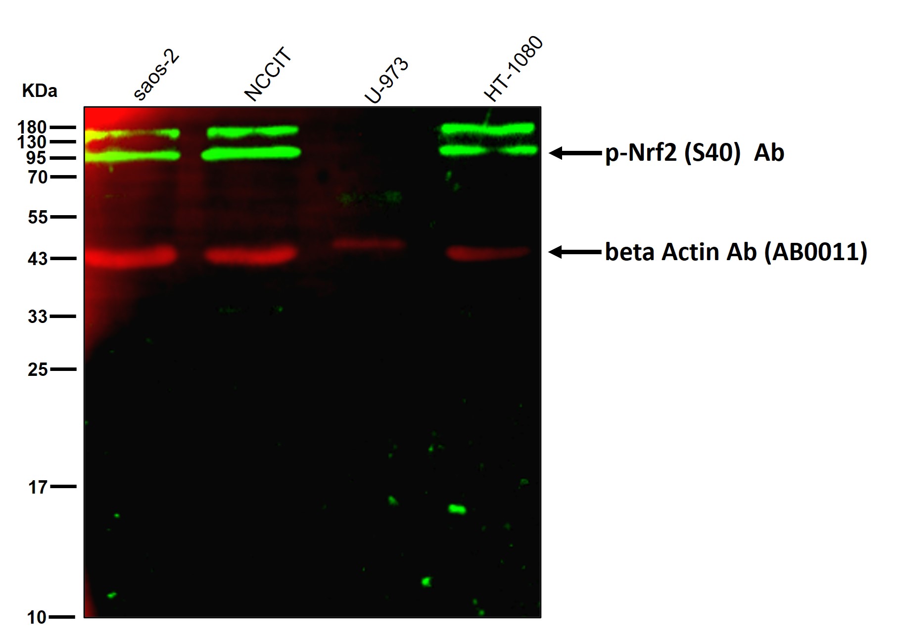 p-Nrf2 (S40) Ab