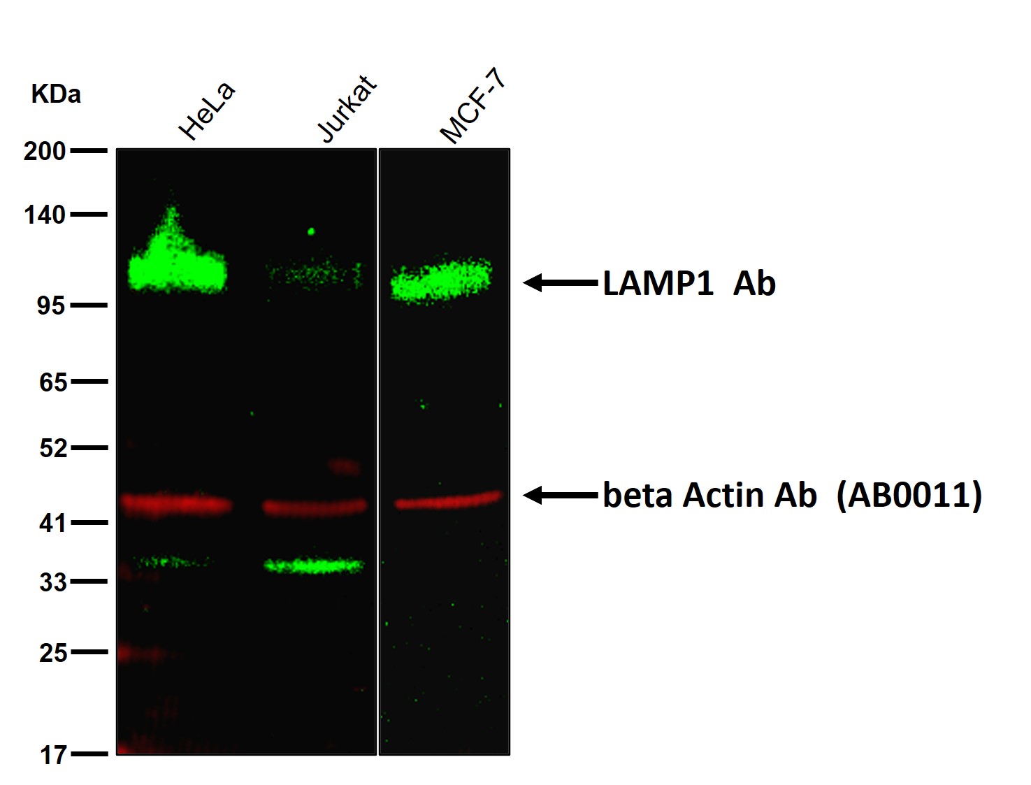 LAMP1 Ab