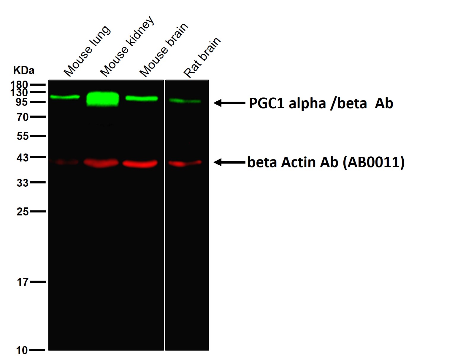 PGC1 alpha/beta Ab