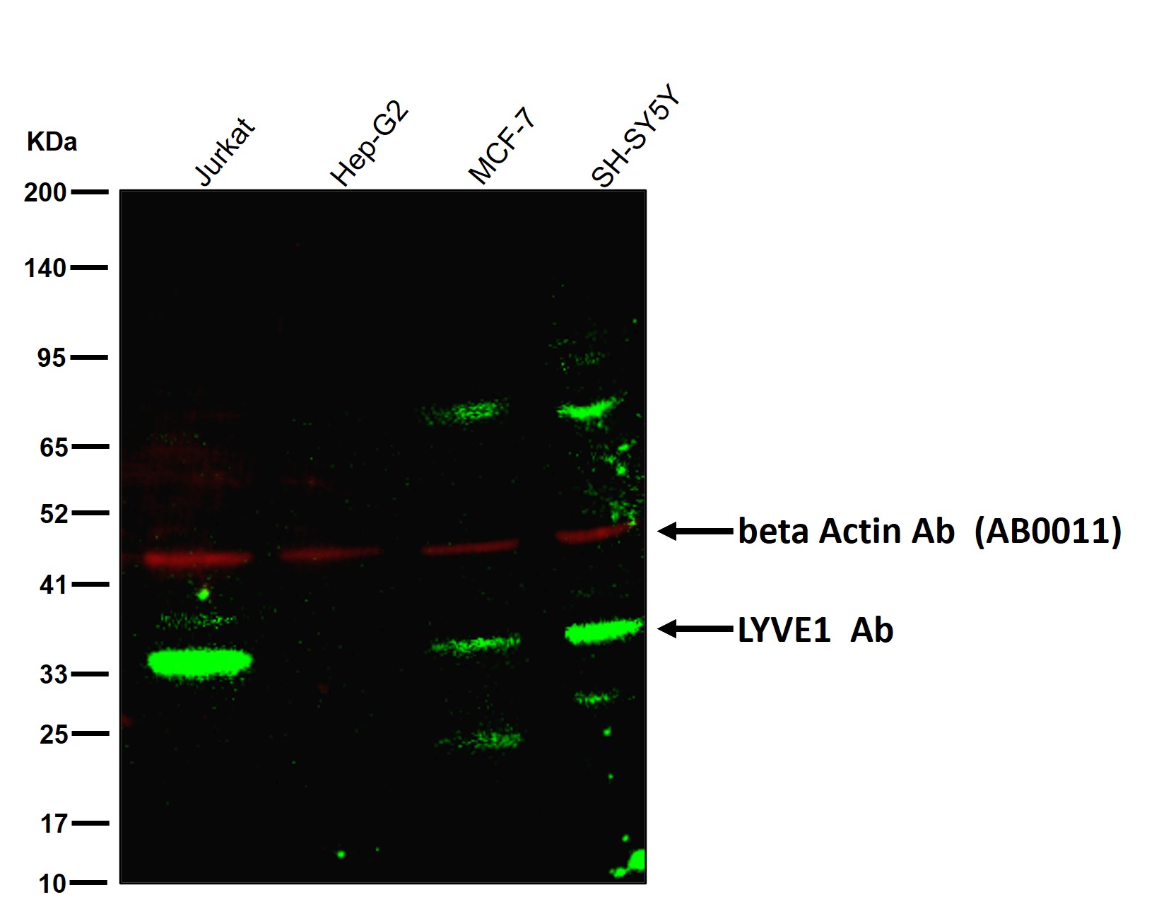 LYVE1 Ab