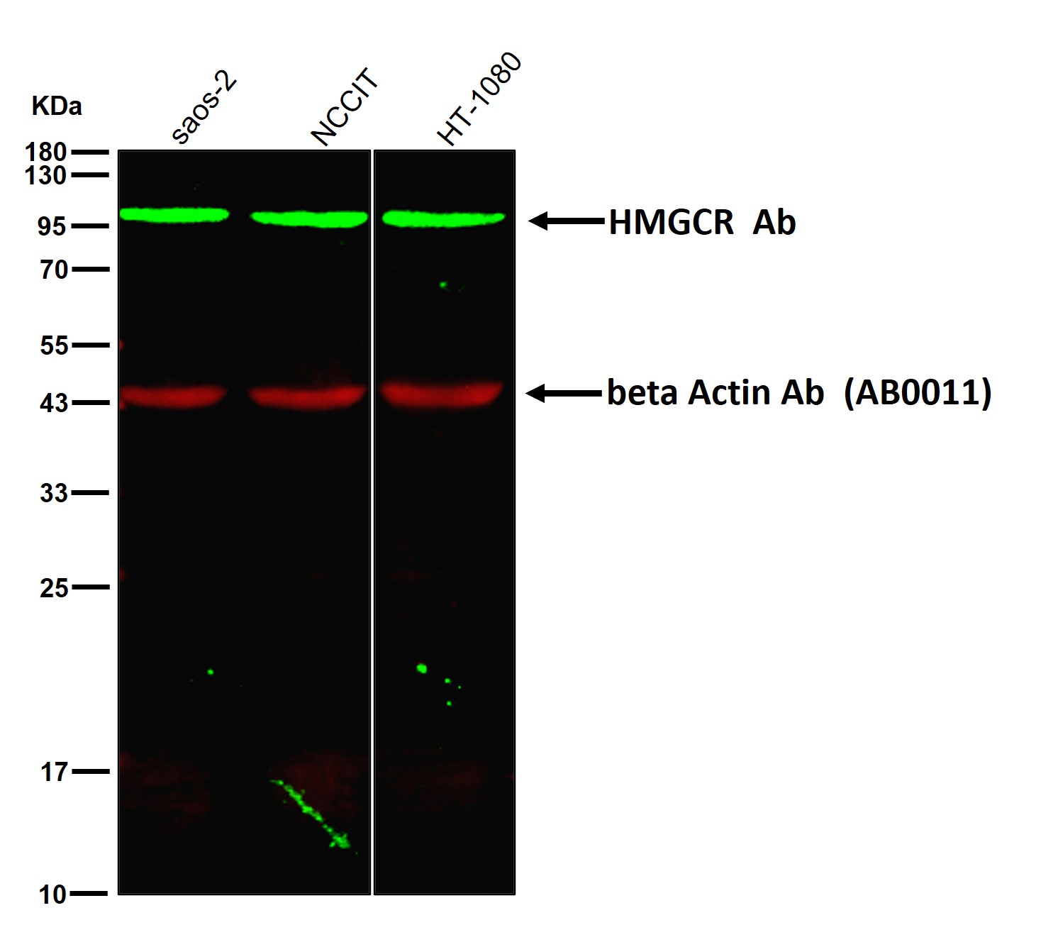 HMGCR Ab