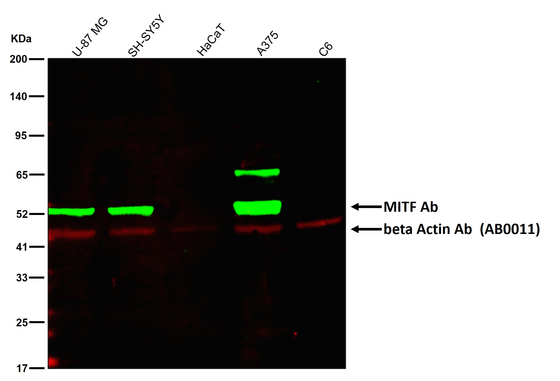 MITF Ab