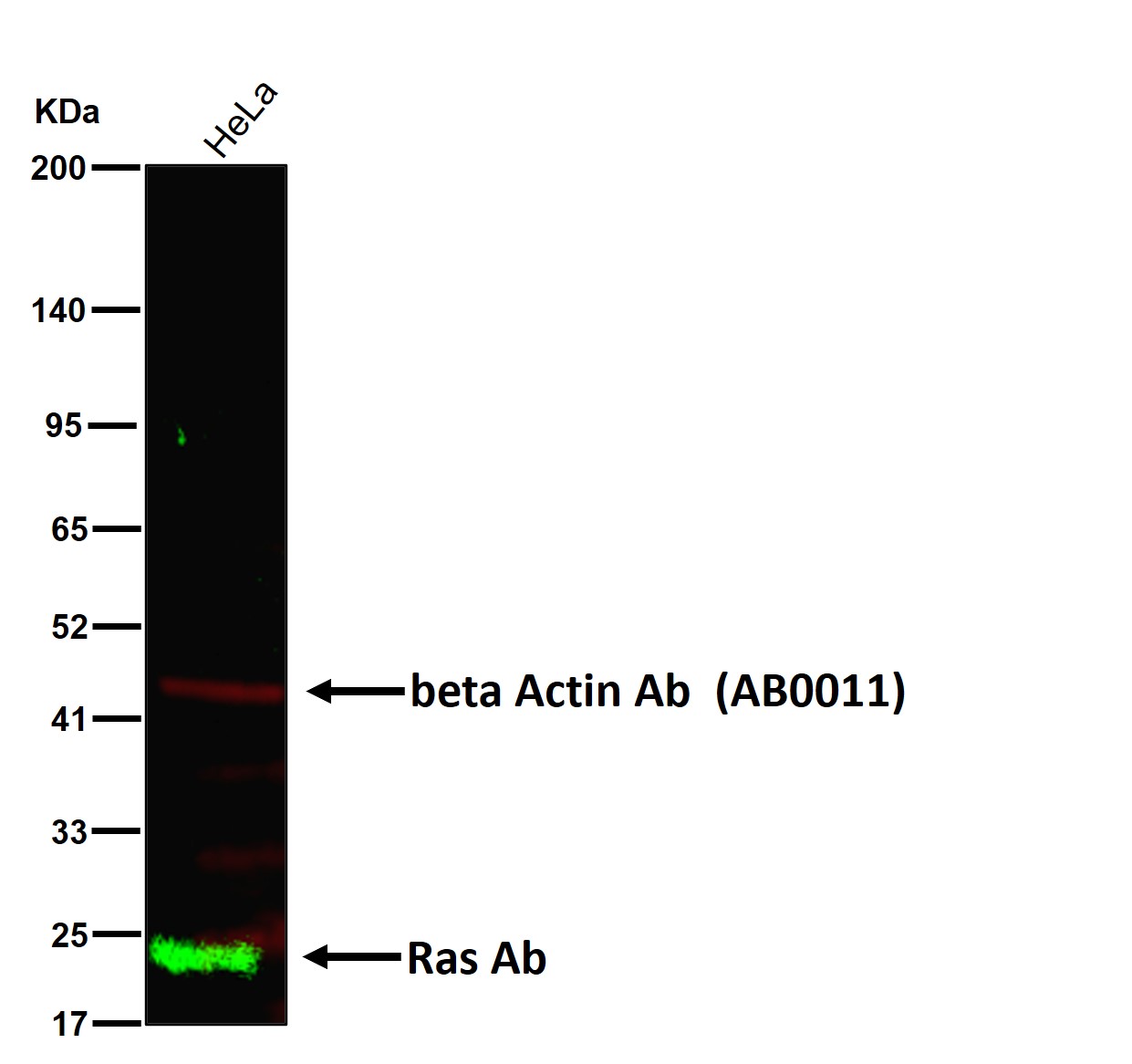 Ras Ab