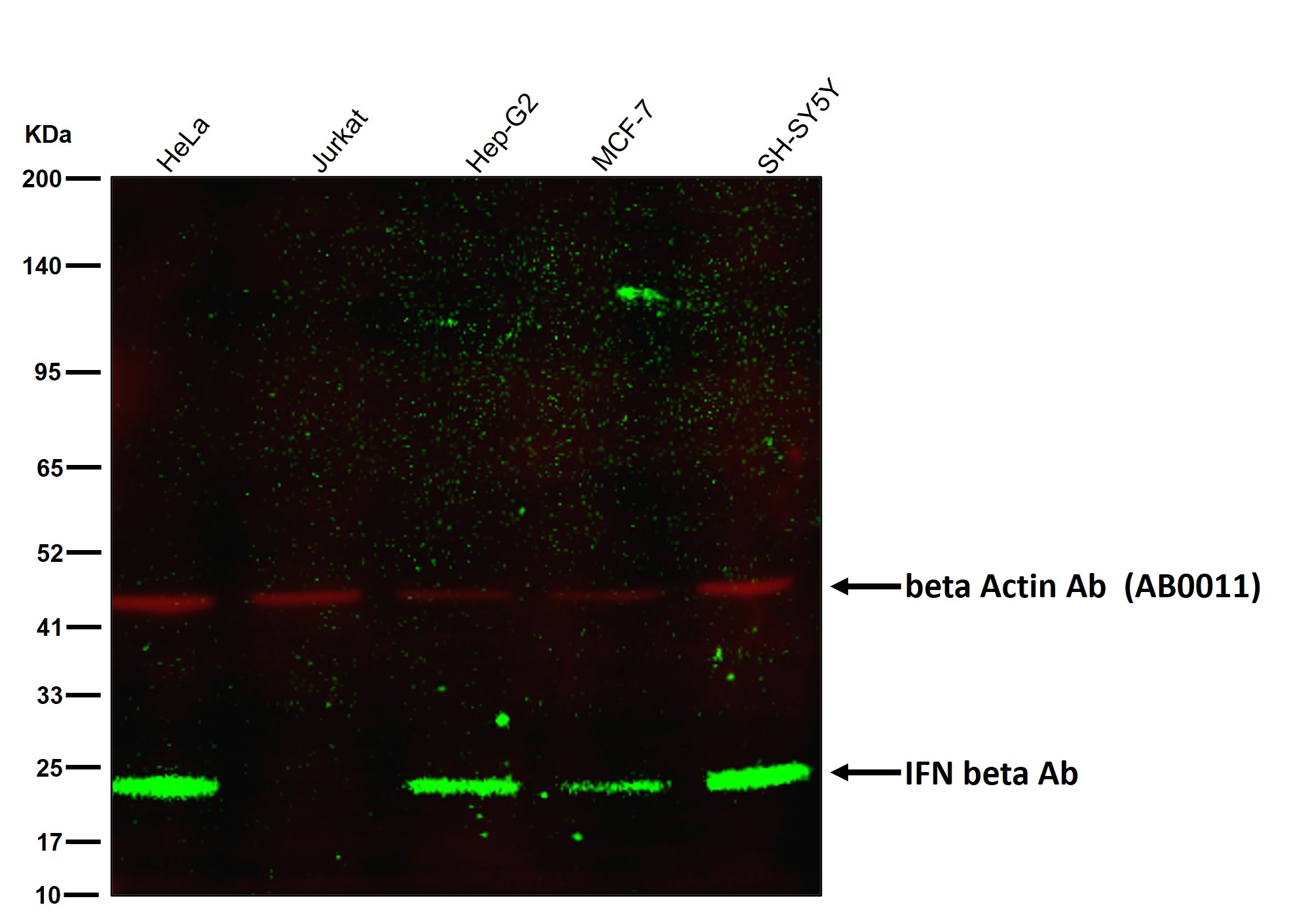 IFN beta Ab