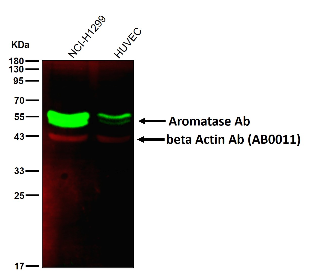 Aromatase Ab