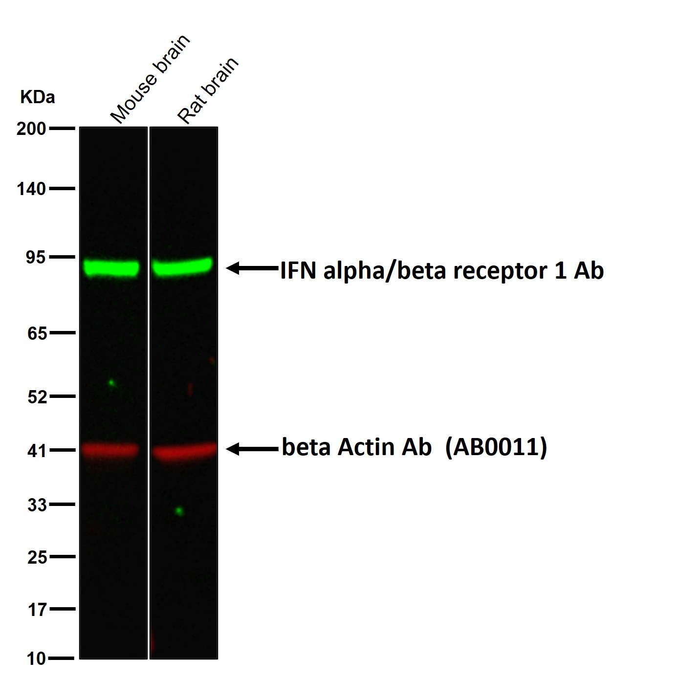 IFN alpha/beta receptor 1 Ab