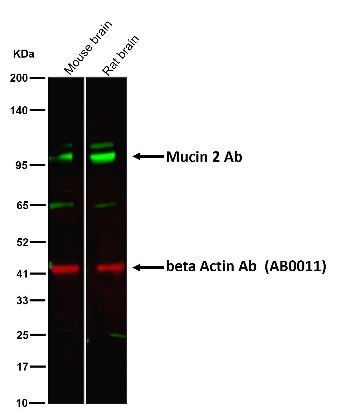 Mucin 2 Ab