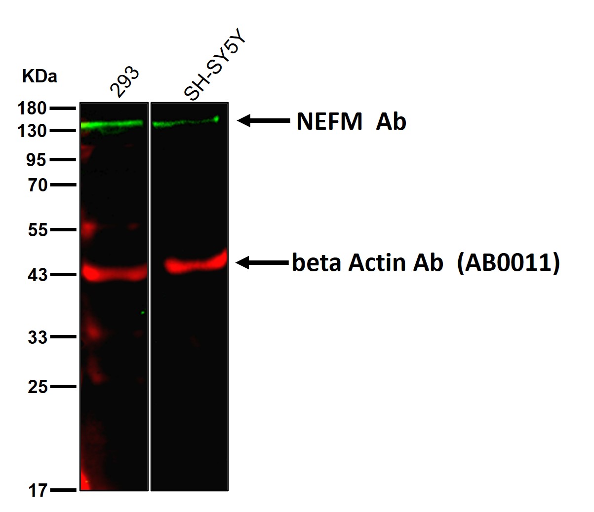 NEFM Ab