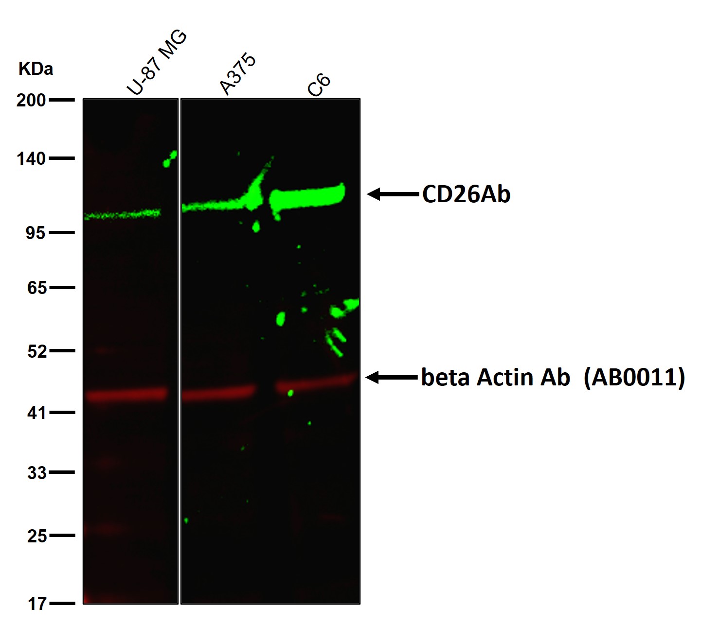 CD26 Ab
