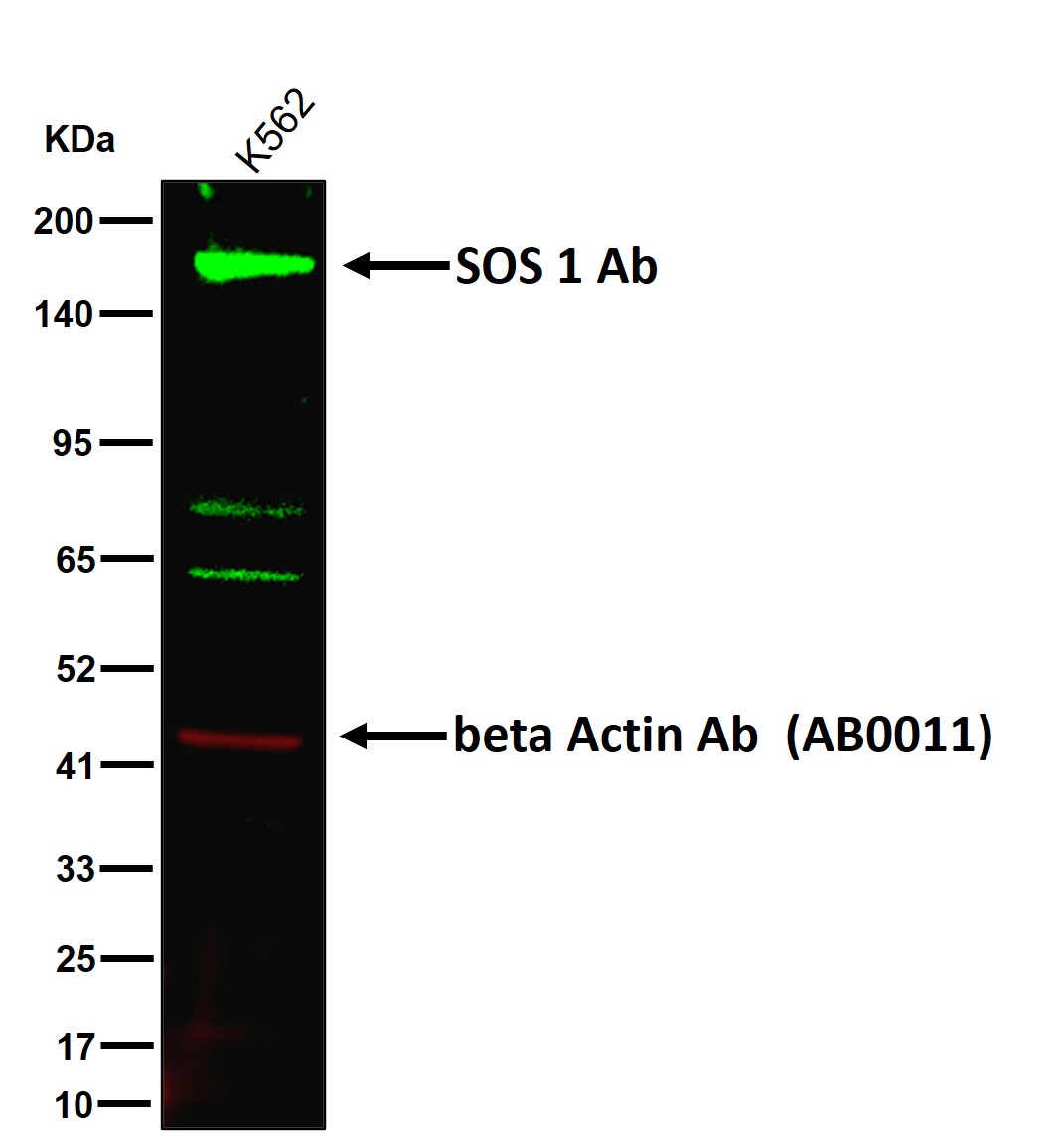 SOS 1 Ab