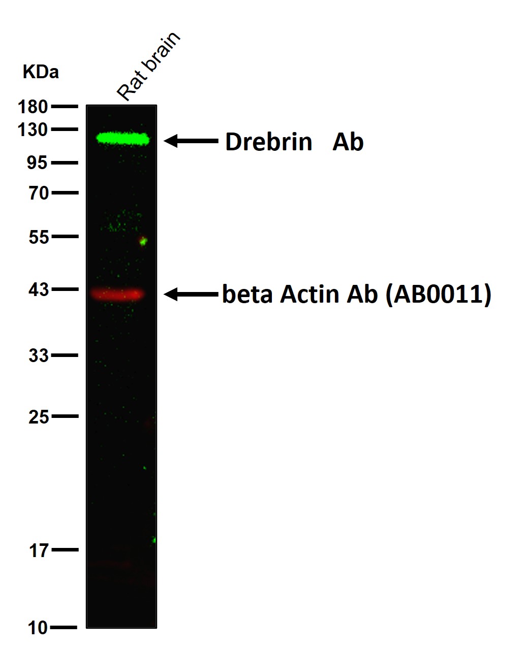 Drebrin Ab