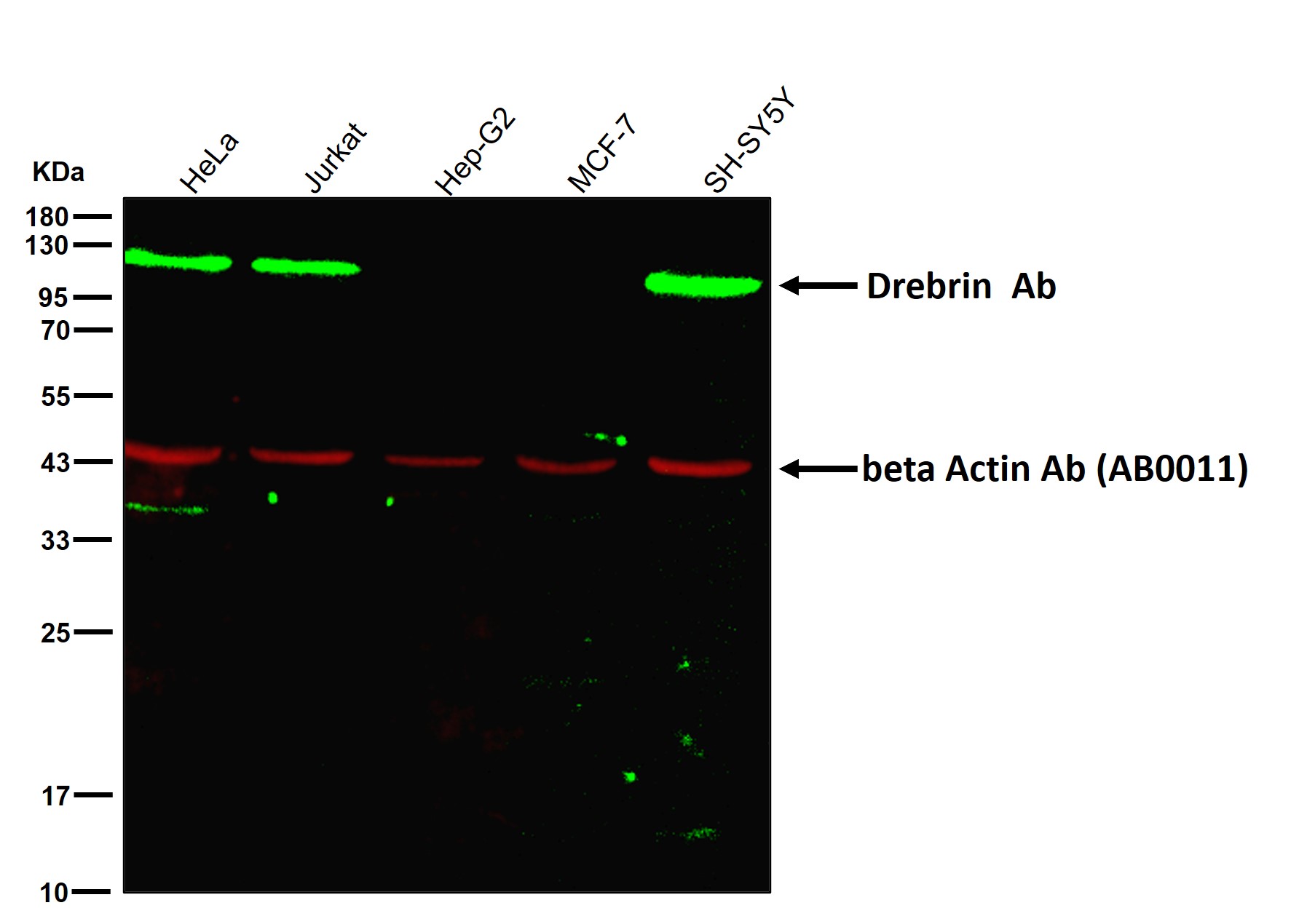 Drebrin Ab