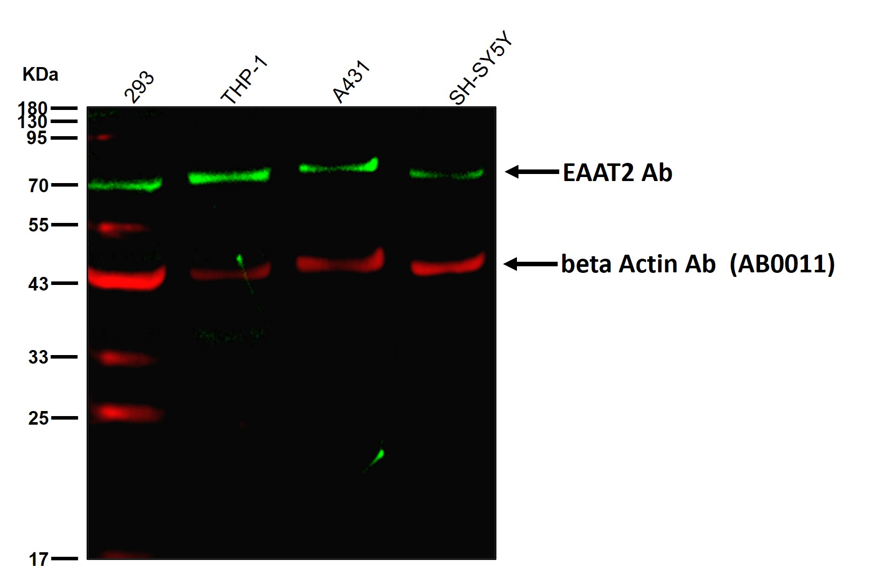 EAAT2 Ab