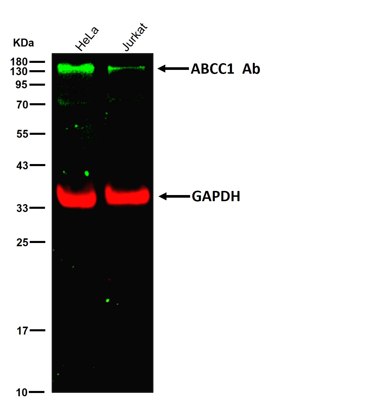 ABCC1 Ab
