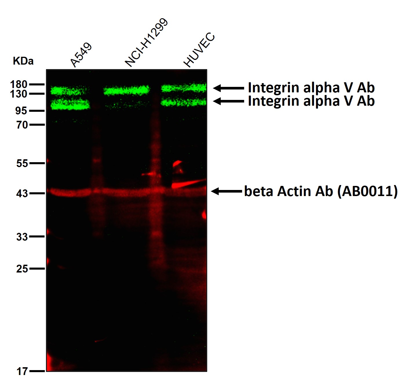 Integrin alpha V Ab