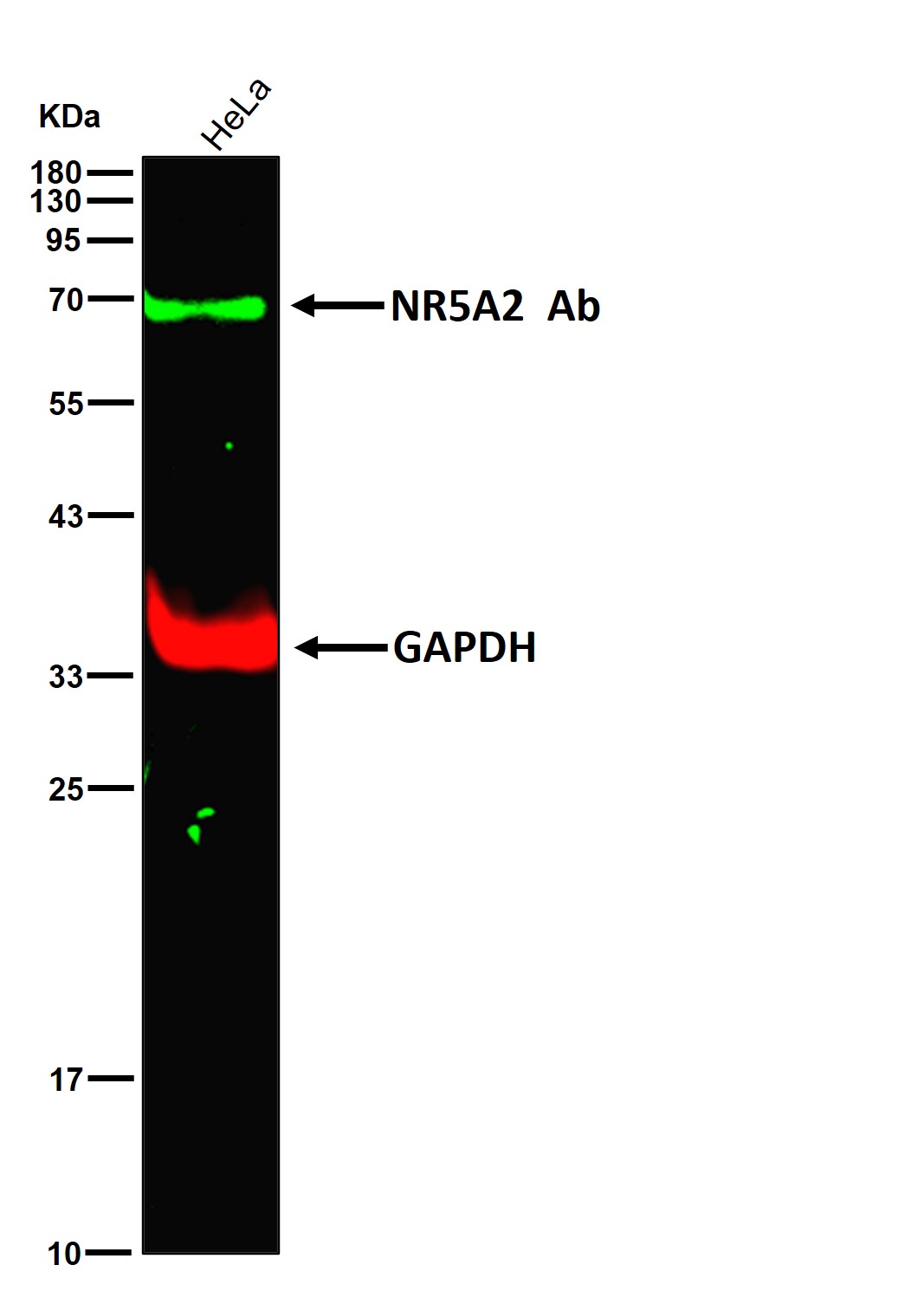 NR5A2 Ab