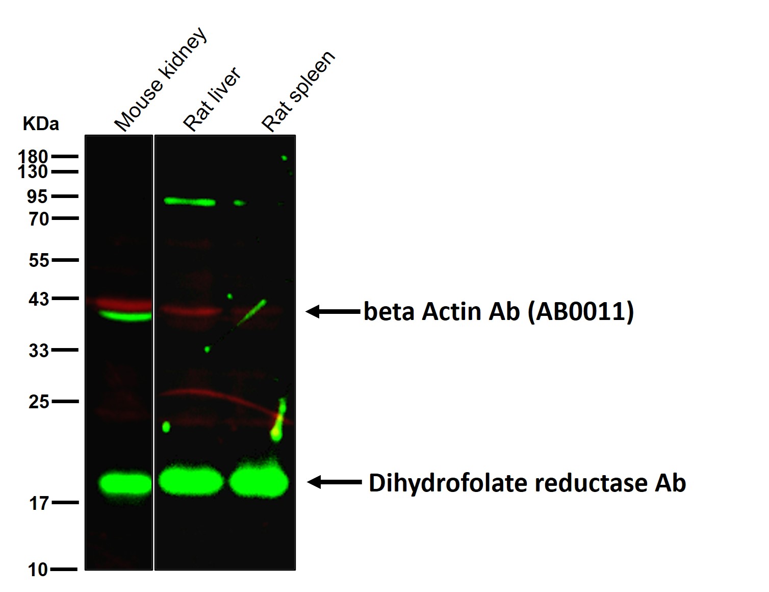 Dihydrofolate reductase Ab