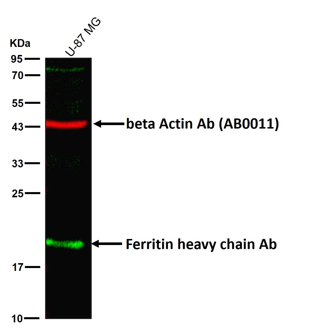 Ferritin heavy chain Ab