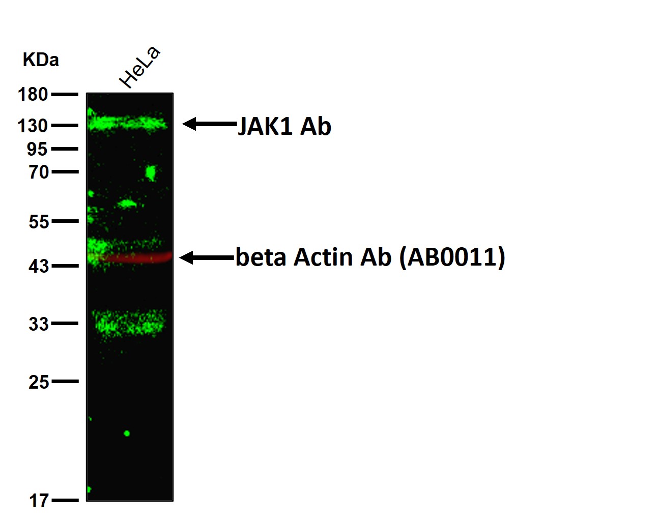 JAK1 Ab