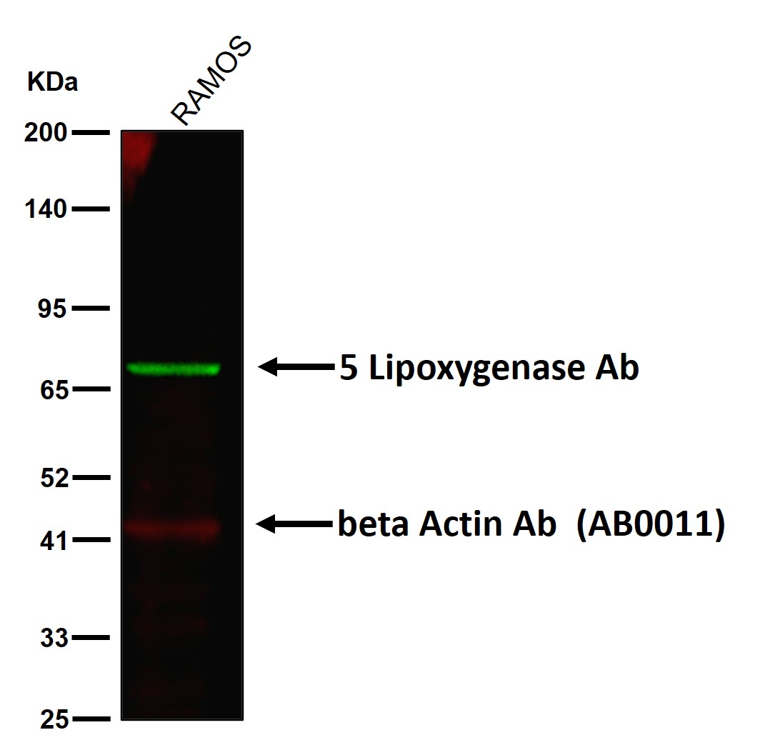 5 Lipoxygenase Ab