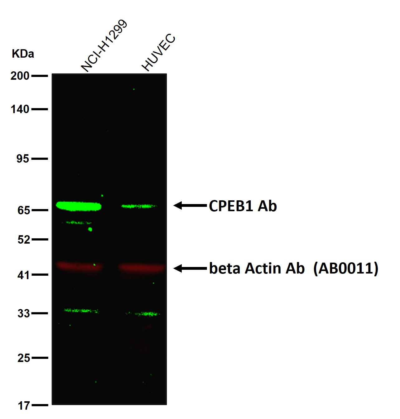 CPEB1 Ab
