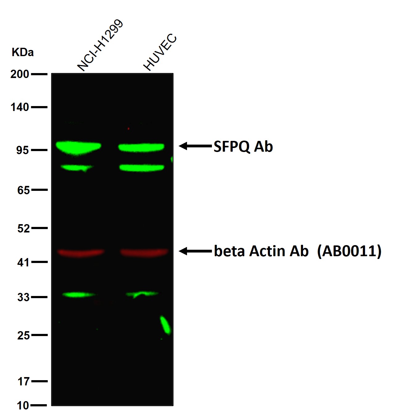 SFPQ Ab