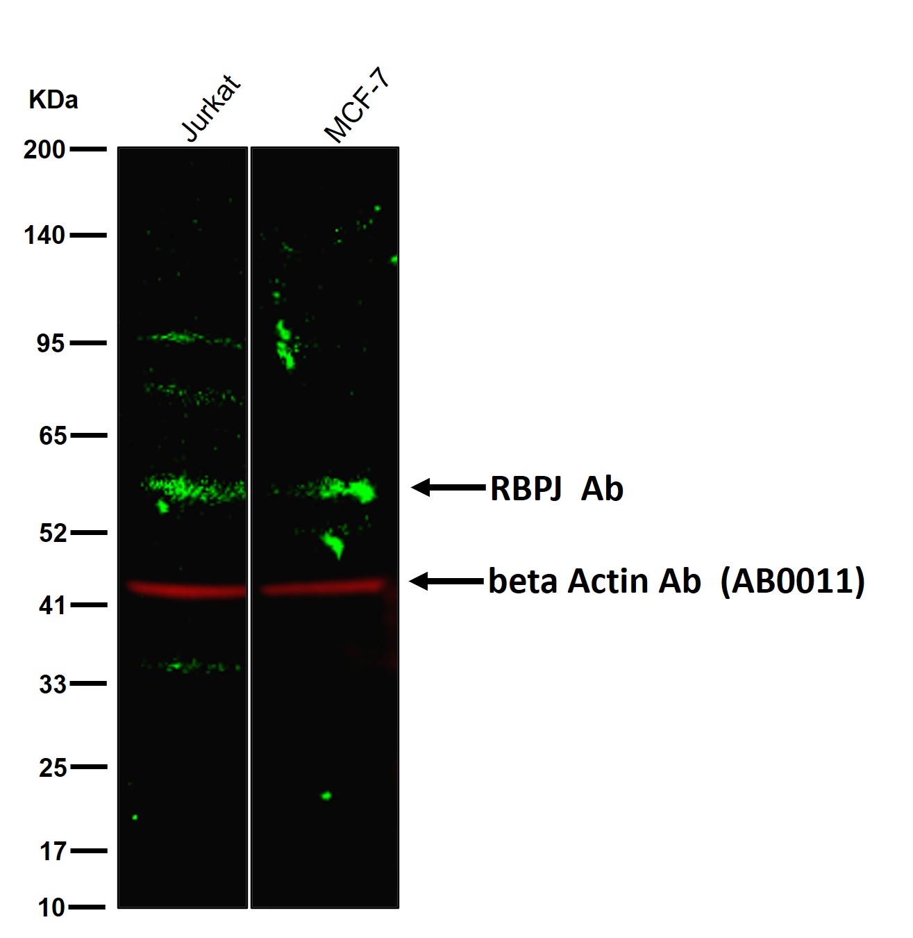 RBPJ Ab