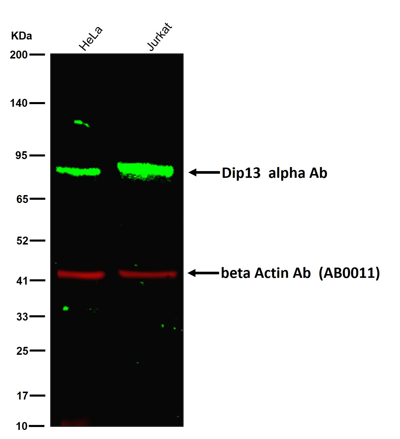 Dip13 alpha Ab