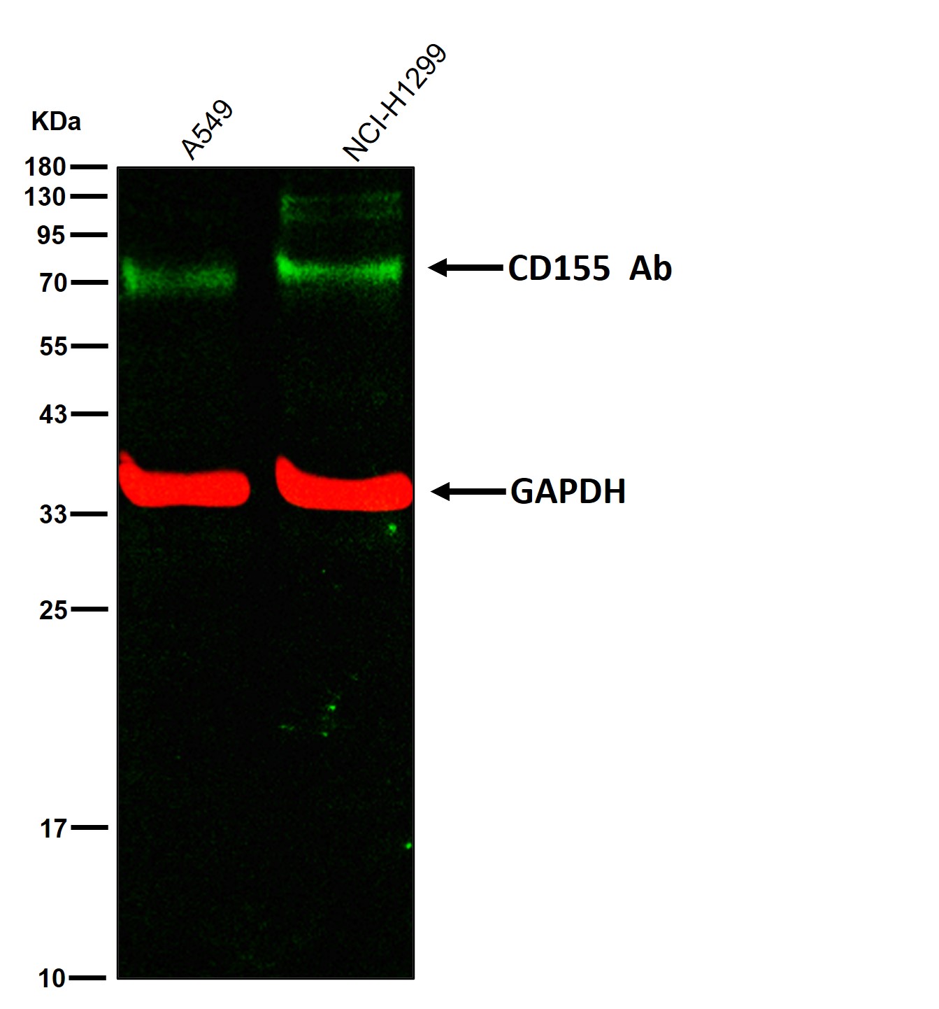CD155 Ab