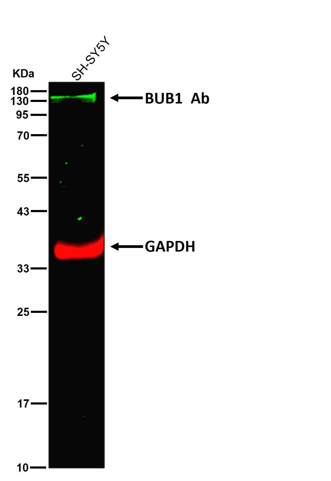 BUB1 Ab