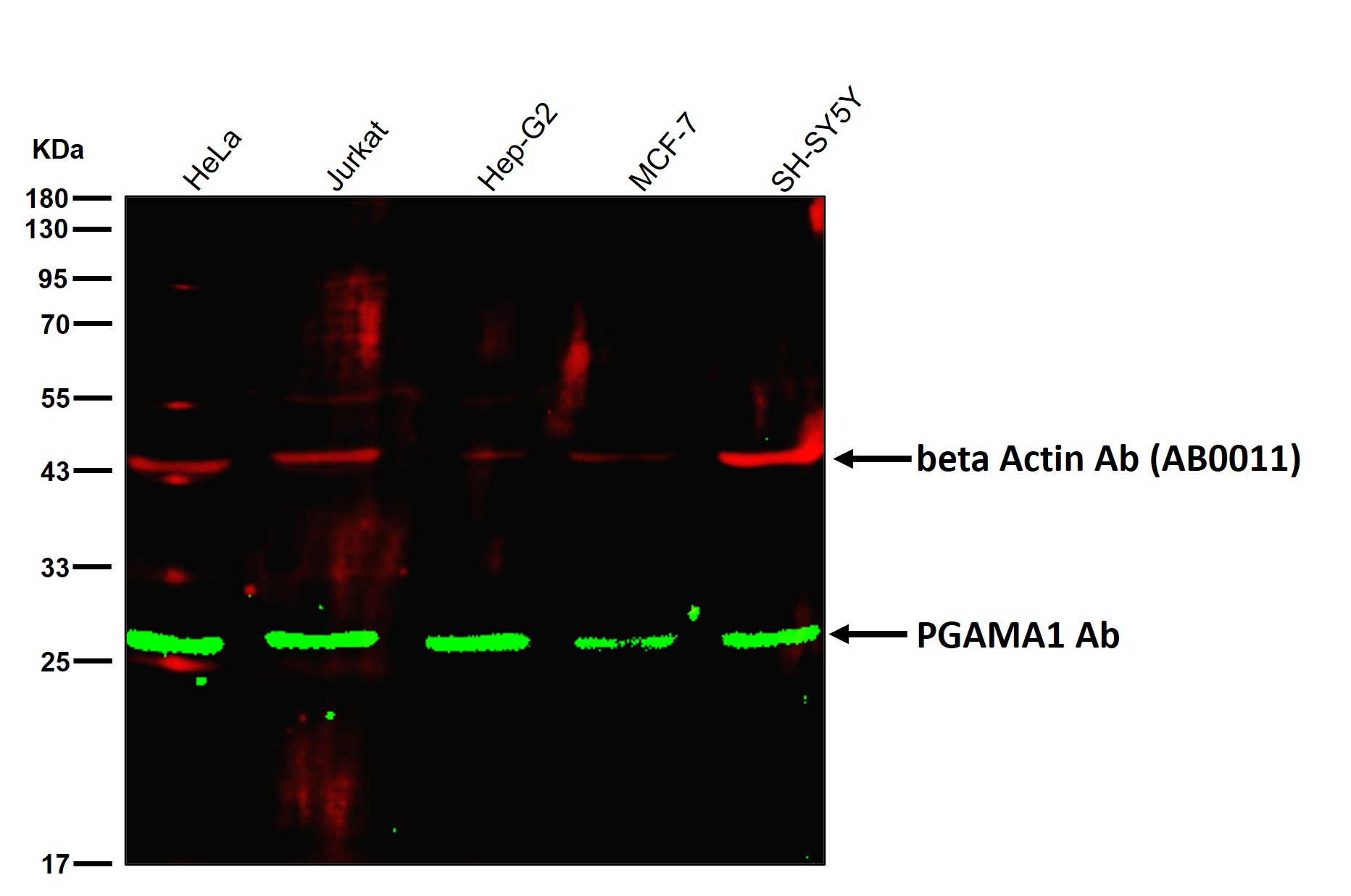 PGAMA1 Ab