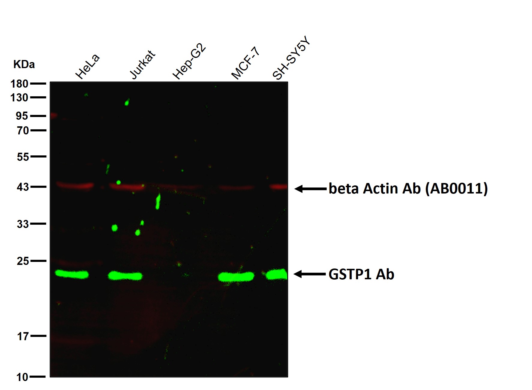 GSTP1 Ab