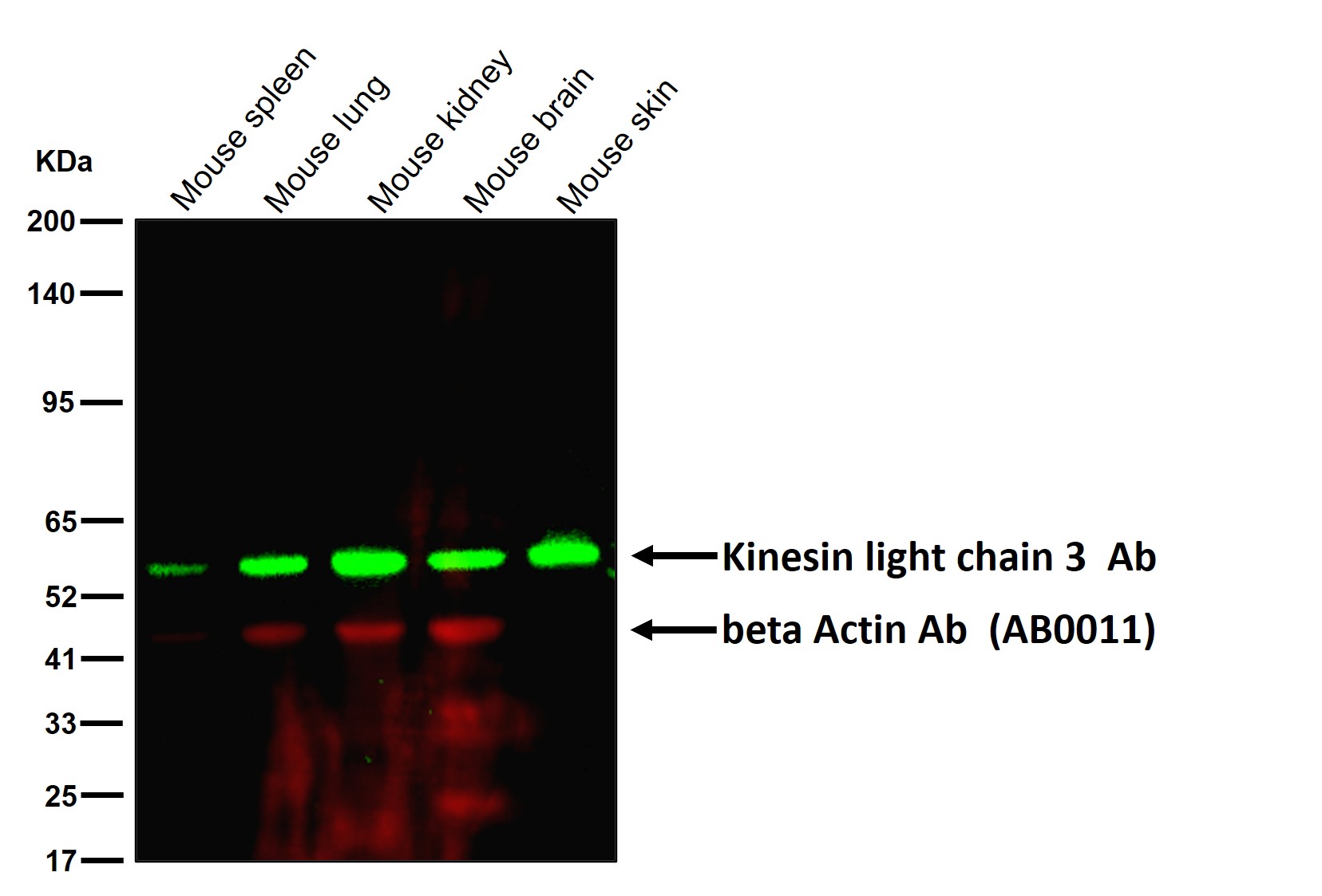 Kinesin light chain 3 Ab