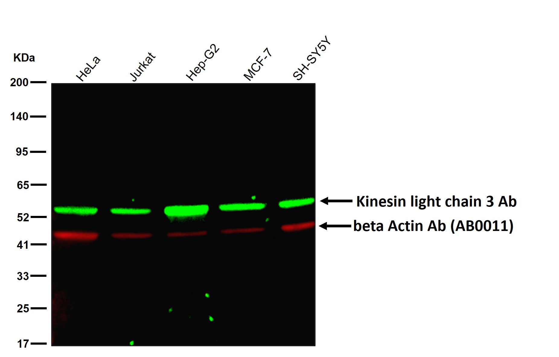 Kinesin light chain 3 Ab
