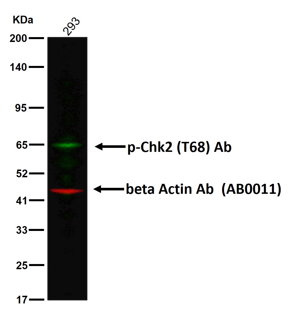 p-Chk2 (T68) Ab