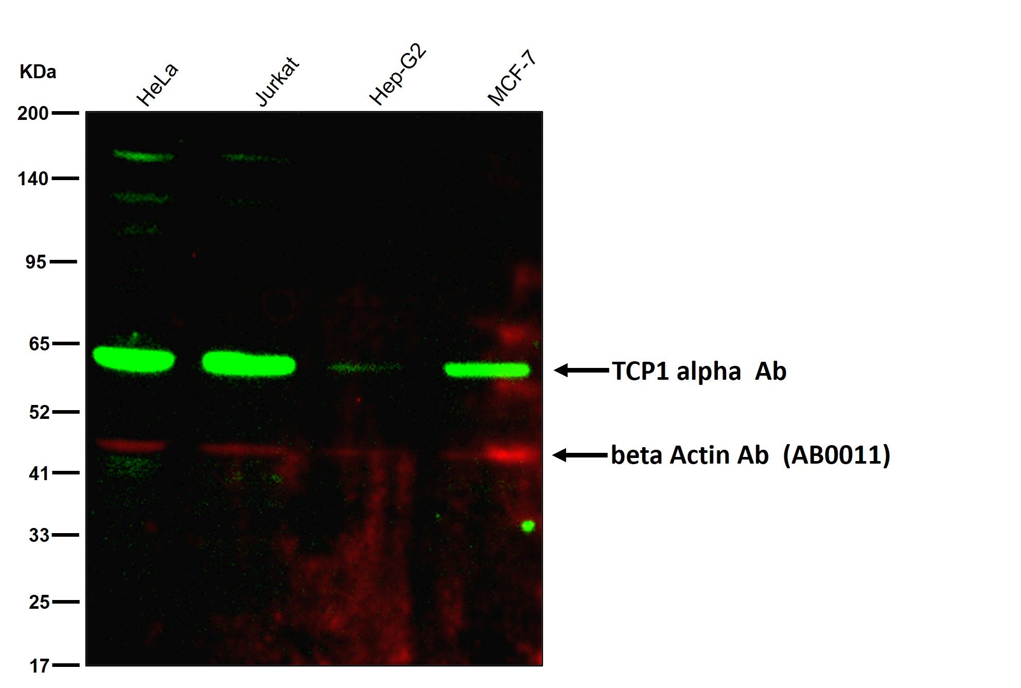 TCP1 alpha Ab