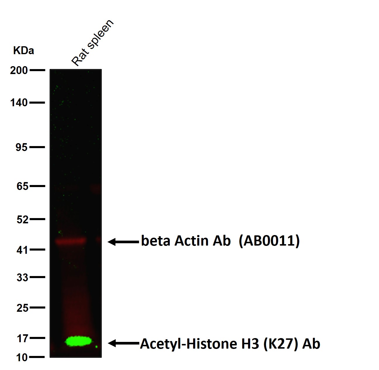 Acetyl-Histone H3 (K27) Ab