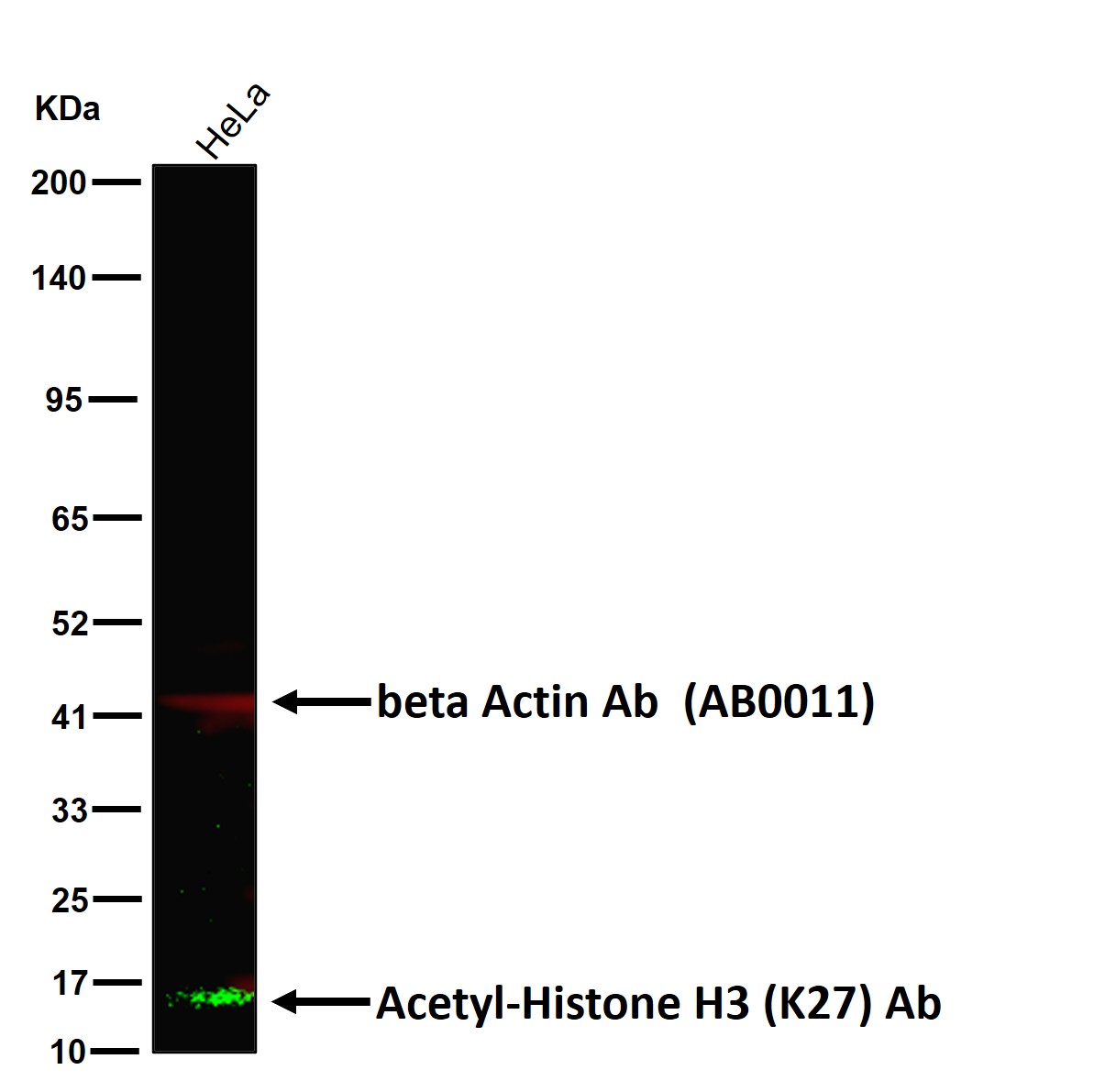Acetyl-Histone H3 (K27) Ab