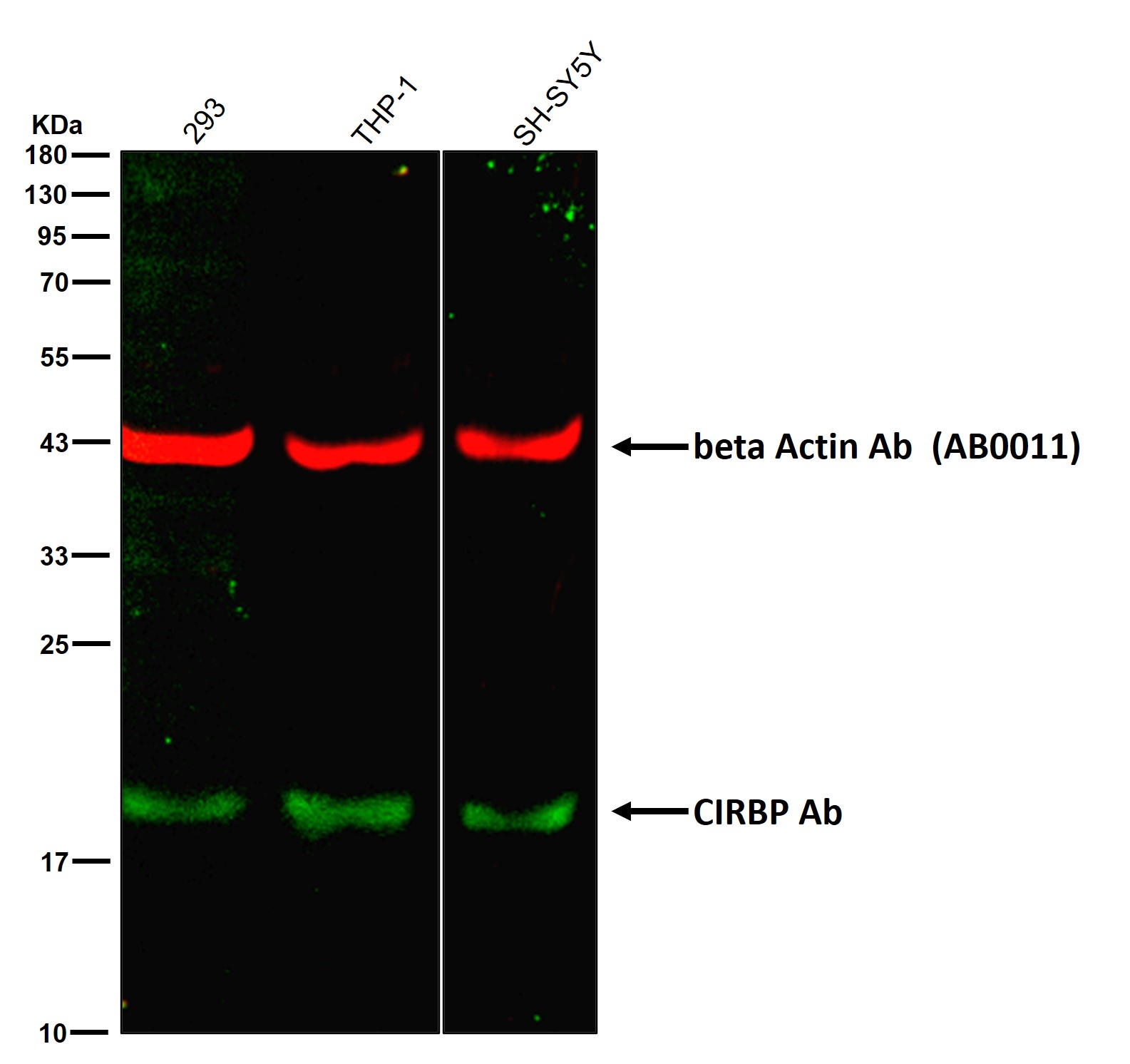 CIRBP Ab